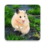 Logo of Cute Hamster Wallpapers android Application 