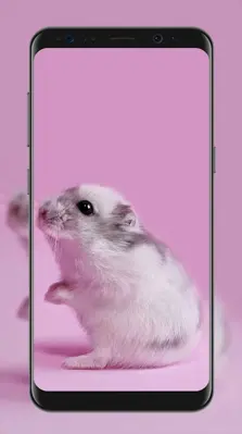 Cute Hamster Wallpapers android App screenshot 3